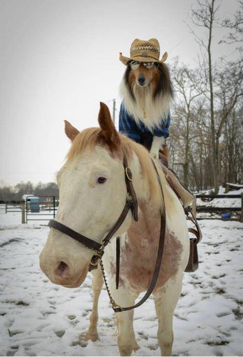 My friend’s dog is really awesome, but he needs some fashion tips.
