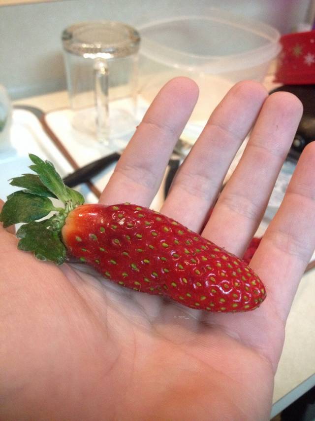 This strawberry thinks it's a Jalapeño. Good try Strawberry, you're not fooling anyone.