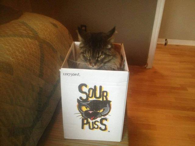 Cranky kitty