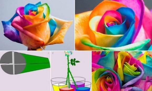 How to make a rainbow rose