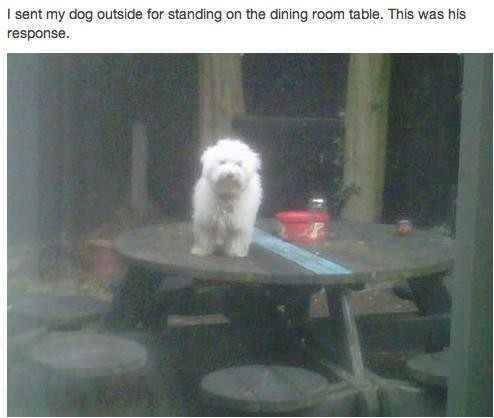 I wish I had a dog like this.