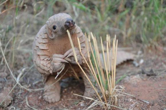 Baby Pangolin