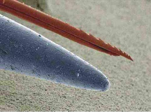 Microscopic look at bee stinger vs a needle