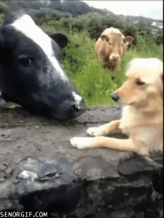 A dog receives some unwanted attention from a cow