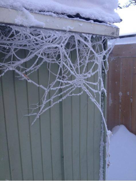 My Uncle found this wintery spiderweb on his shed... It's neat.