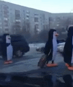 I thought penguins were supposed to be able to handle slippery conditions better than this