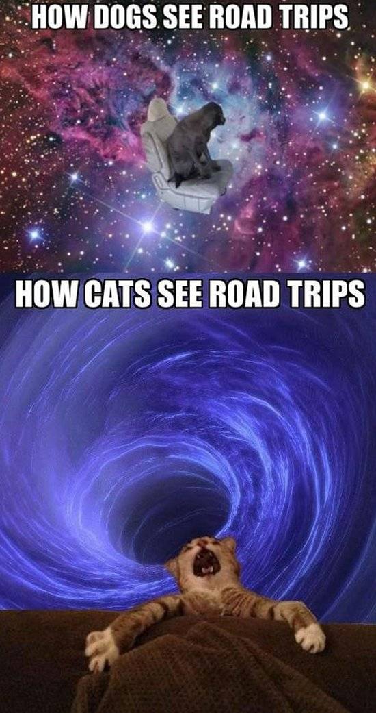 After driving with my cat for 12 hours this couldn't be more true