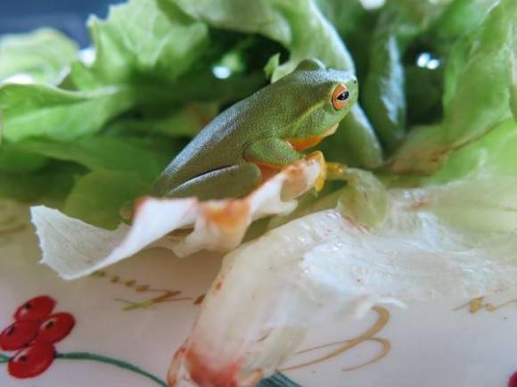 I was making a salad and found this little guy hiding in the lettuce. He’d been in the refrigerator for three days.