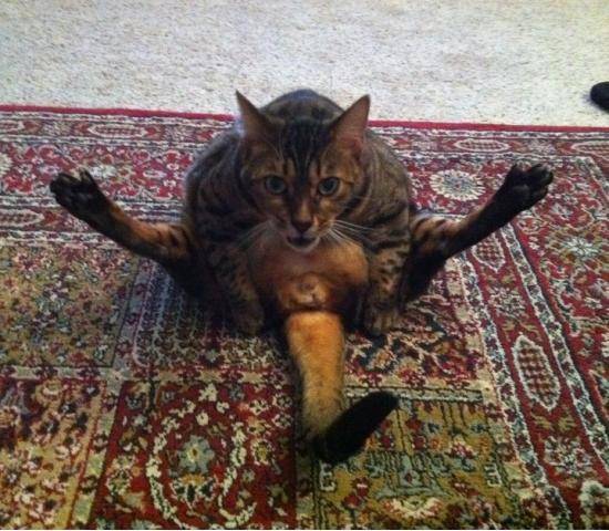 How my cat greets me when I get home