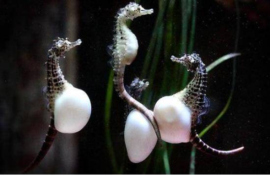 Pregnant seahorse dads