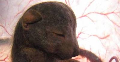 16 amazing pictures of animals while in the womb