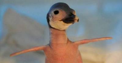 15 funny and strange pictures of animals with no hair