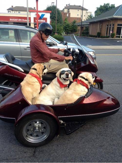 Man’s best friends