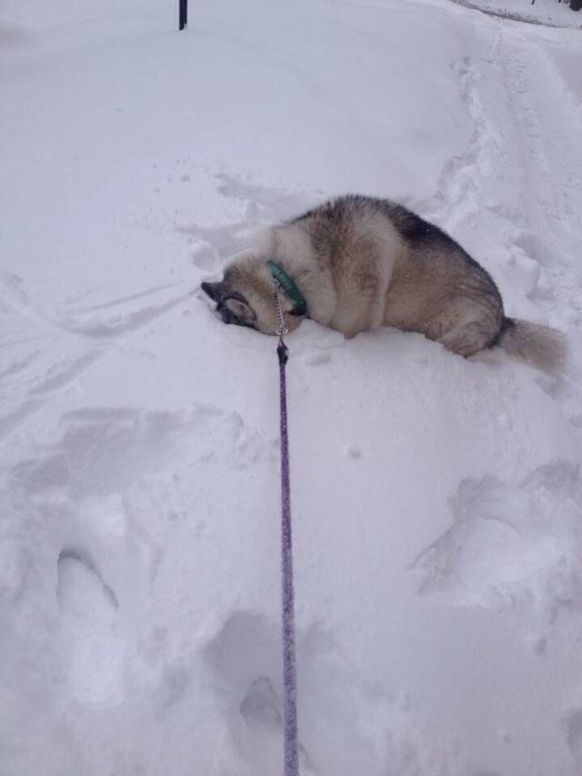My friend's dog refuses to go back inside.