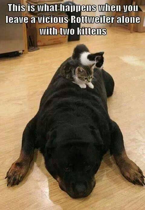 Vicious and ... loving.