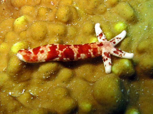 This sea star obviously needs a girlfriend