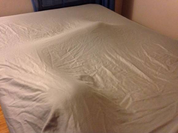 I have two cats. Every time I make the bed
