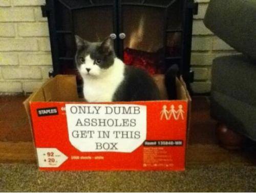 What an idiot