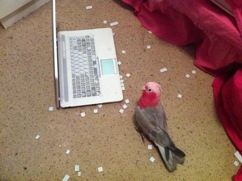 Misunderstood bird helps his owner clean his keyboard.