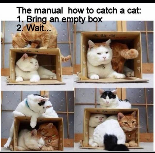How to catch a cat 