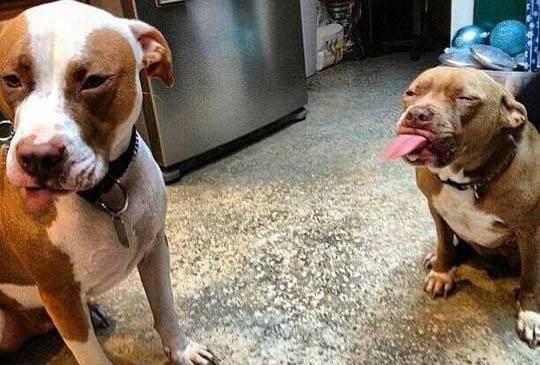 Wow, pit bulls really are mean
