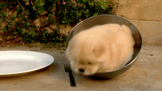 i hate this bowl