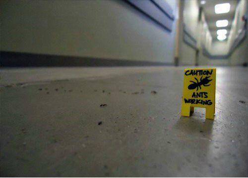 caution ants working