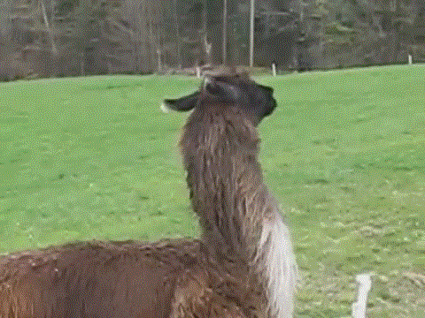Jumping Llama
