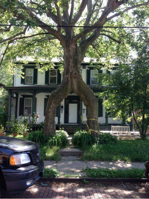 Look at this ridiculous two in one tree in Pittsburgh.