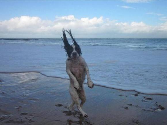 Just a dog going for a walk on the beach...