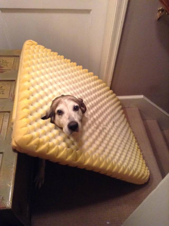 Found my dog like this, She ate through her bed and got herself caught.