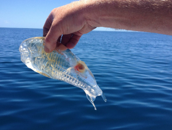 Found 70 kms off the coast of NZ