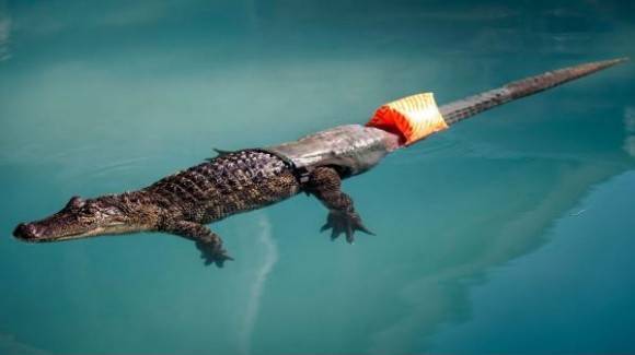 Mr. Stubbs. The world’s first alligator with a prosthetic tail.