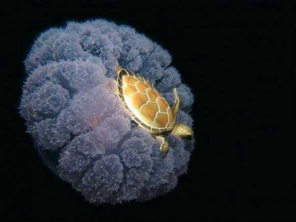A turtle riding a jellyfish