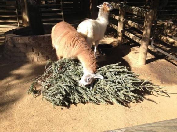 my local zoo gives donated christmas trees to the llamas because evidently llamas love christmas.