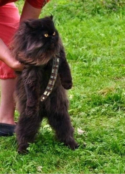 Mewbacca, the wookie cat.