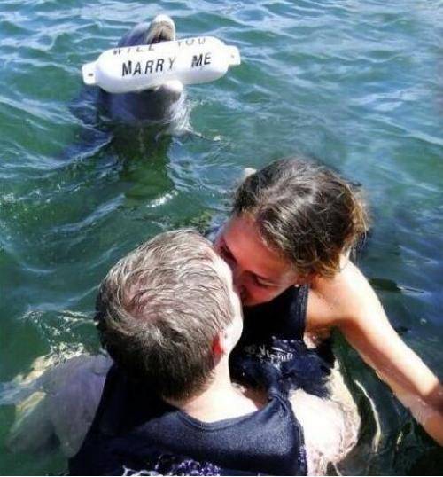 Even with all the effort this dolphin put forth to propose, she still went with the other guy.