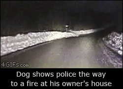 Dog saving a life