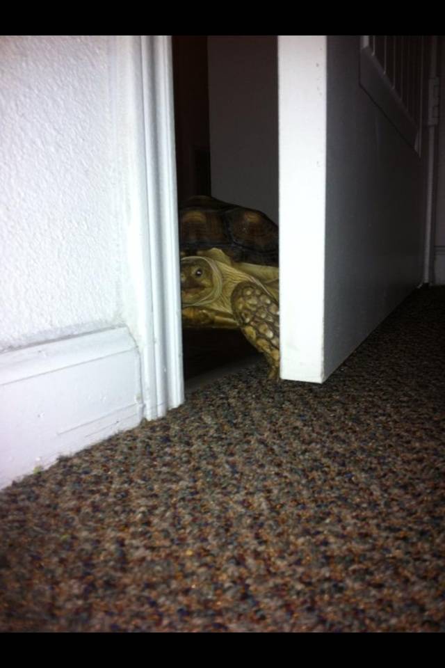 My daughter heard her door opening in the wee hours of the morning to see this.