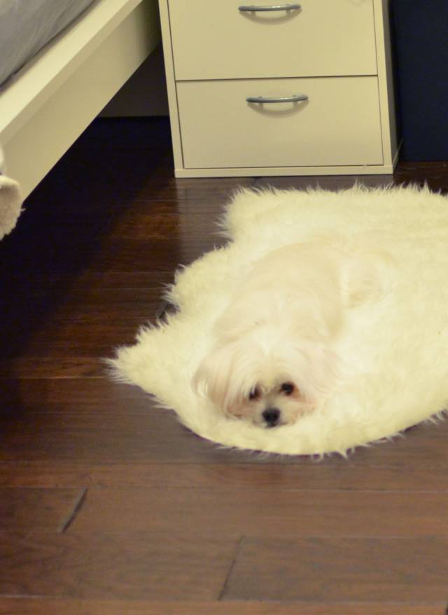 I'm melting! melting! Oh, what a world! What a world!