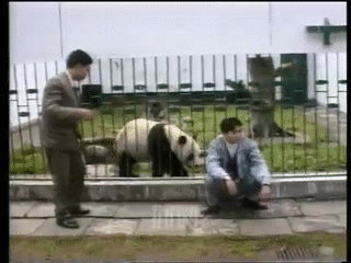 Animals being jerks: Pandas love denim jackets