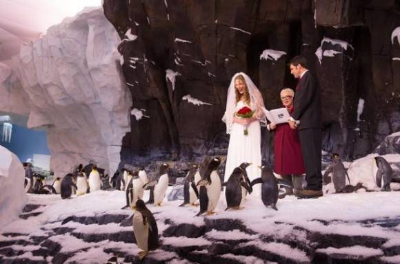 Today, a couple got married inside the penguin exhibit that I work at