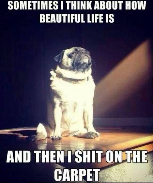 What dogs really think.