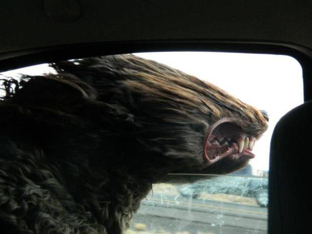 Attention! There's a Warg on the road.