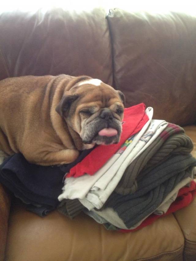 Folded laundry and walked away for a few minutes, came back to this.