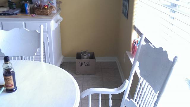 My cat has low self confidence. Been in there for 10 minutes.