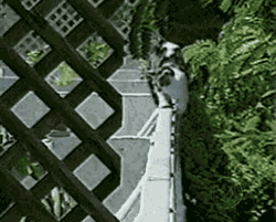 Cats can be so graceful