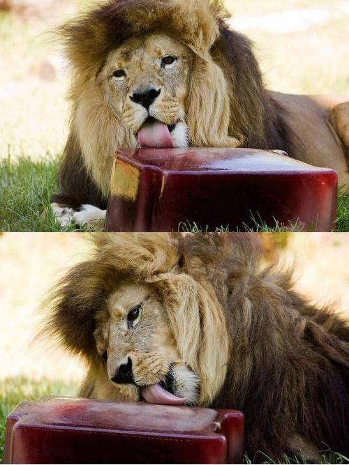 Lions are fed frozen blood during the heatwave in Melbourne