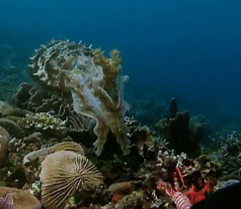 When camouflage fails, the cuttlefish catches its prey by using hypnosis ...