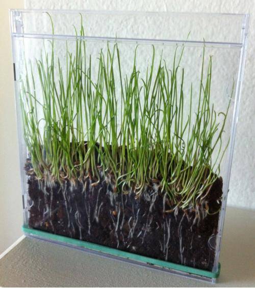 Grass seeds+soil+CD case= Cool!